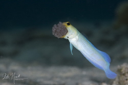 Found several Yellowhead Jawfish with a jaw full of eggs ... by Leslie Howell 